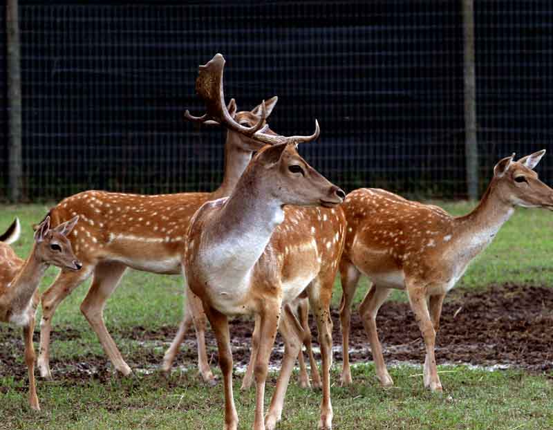 la scoperta degli animali
